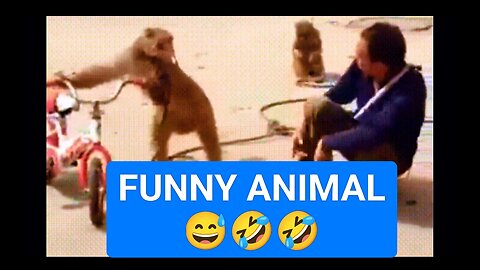 Funniest-Monkey-cute-and-funny-monkey