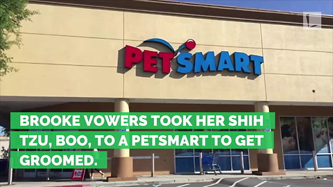 PetSmart Dog Groomer in Hot Water after Customer Catches Cringing Abuse on Camera