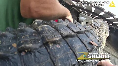 VIDEO: 10-foot gator found under parked car in Tampa