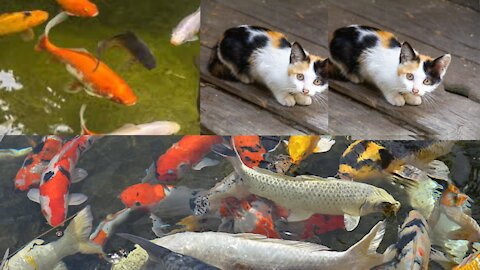 Funny video of two cats | to see the fish in the pond |