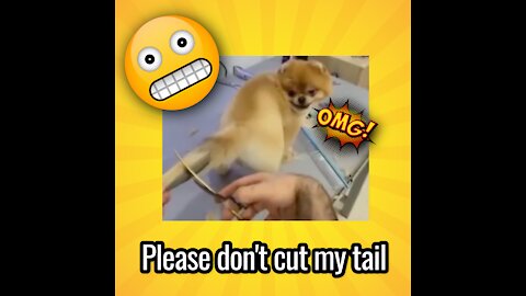 Funny Dog Tail Cutting