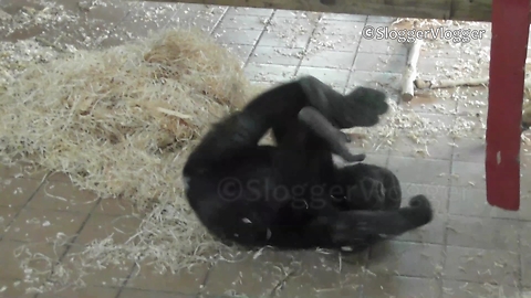 This Baby Gorilla Has A Real Knack For Rolling