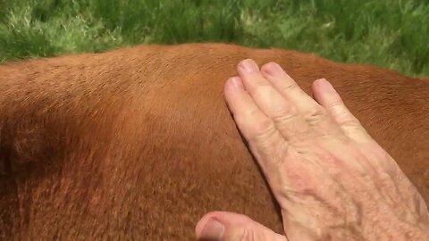 How To. Massaging A Cow