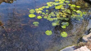 Feeding Time at the Pond...