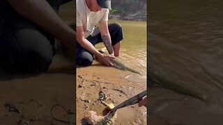 Unhooking Alligator Gar