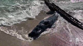 FWC: Dead sperm whale calf washes ashore on Palm Beach