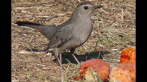 Birds eat fruit