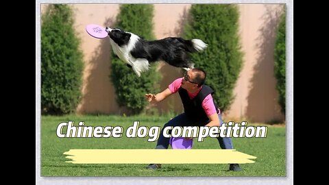 Chinese dog competition