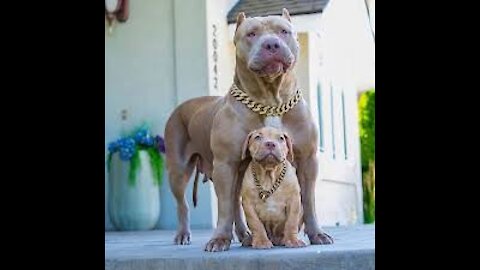 The birth of a Pitbull dog