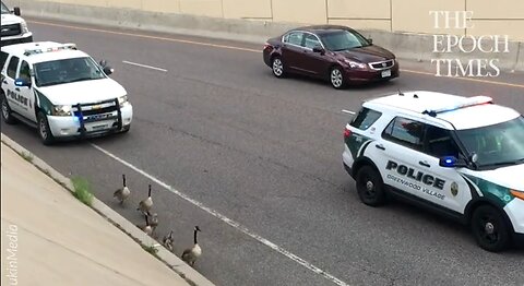 Police Escort Geese Along Highway - HaloRock