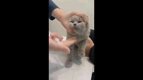 the_cat_how_to_give_a_Medicine_to_a_cat_🙈😱😱