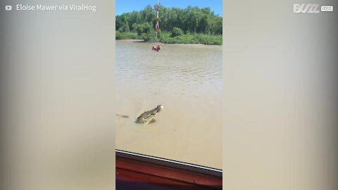 Crocodilo salta d’água e impressiona tripulantes