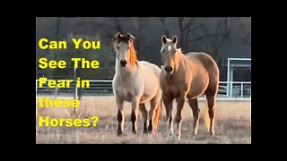 Big Box Scare Horses - Pressure & Release - Understanding Horse Fear