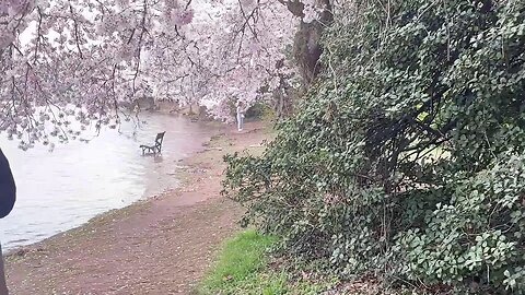 LIVE: Cherry Blossoms Peak Bloom 2023