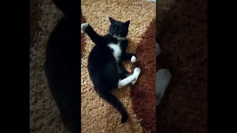 Funny Cat Playing with Hand, Combat Attack