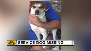 Tampa family desperate to find lost service dog before Christmas