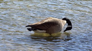 CatTV: Duck in water cleaning