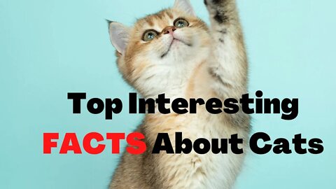 Top Interesting FACTS About Cats You Are Not Aware