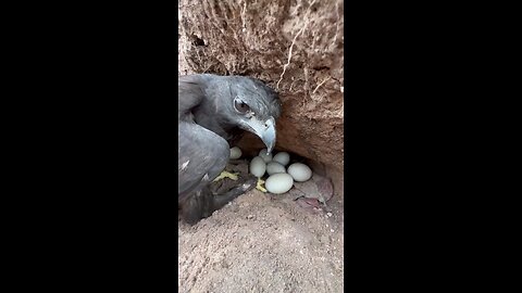 mother eagle protact her eggs