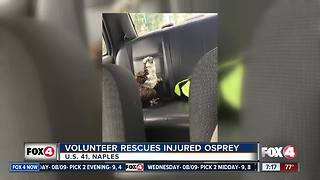 Volunteer Rescue Injured Osprey