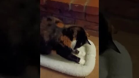 Tortie Cat Playing with a String Toy