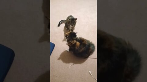 Cat Play Fight Compilation
