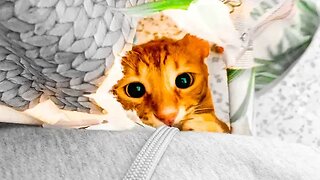 Cat Destroys Tablecloth But He Is So Cute I Can’t Be Mad 🥰