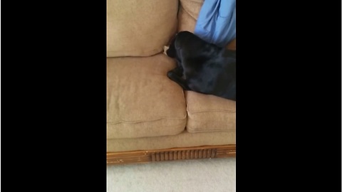 Dog hides bone in couch, covers it with blanket