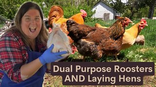 Processing Chickens | My Frist EVER Attempt | Informative Experience By Denbigh View Ranch Farm