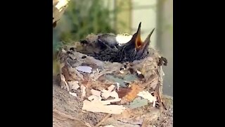 Baby hummingbird waits for mama to bring dinner