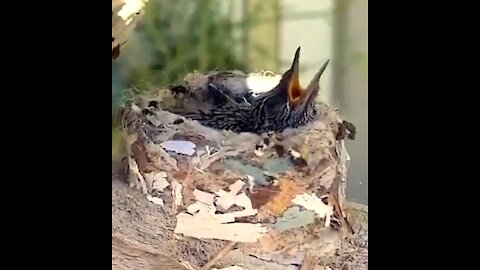 Baby hummingbird waits for mama to bring dinner