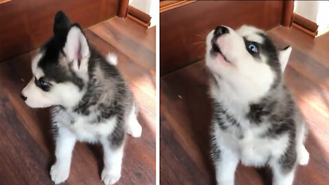 Cutest Little Husky speak something to the owner !! Guess What ? Husky Cutest Reaction ||