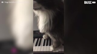 Ce chat en mode parano sur un piano va vous faire mourir de rire