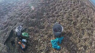 Mackerel Mayhem Montage - Mackerel Fishing At Chesil Beach-1