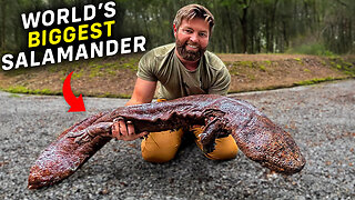 I Found The World's Largest Salamander