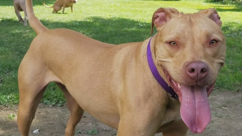 Meet Mady: Rescued Pit Bull Maced by Mailman and facing Euthanasia