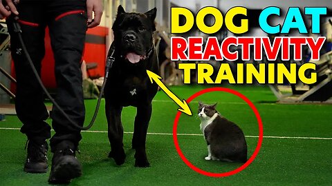 Cane Corso REACTIVITY Training With CATS! #dog #dogtraining