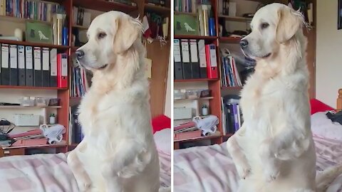 Golden Retriever pulls off flawless meerkat impression