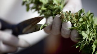 FDA Considering Ways To Regulate Sale Of Cannabis-Based Products