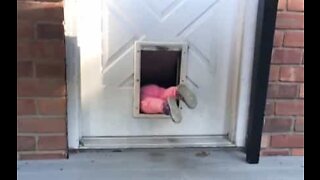Little girl can't get enough of pet door