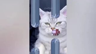 are you bored watch this cats funny videos