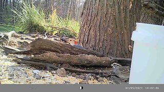 Shy 😳 woodpecker🐦 hiding behind tree🌲 bark #cute #funny #animal #nature #wildlife #trailcam #farm