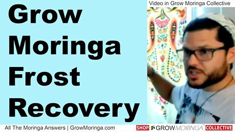 How To Grow Moringa in Cold Zones Prepare for Frost and Recovery Get Drumstick Production in 1 Year