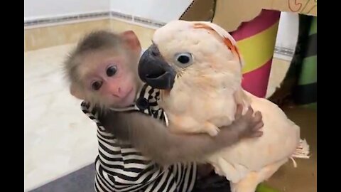 animal home, monkey is very honesty,