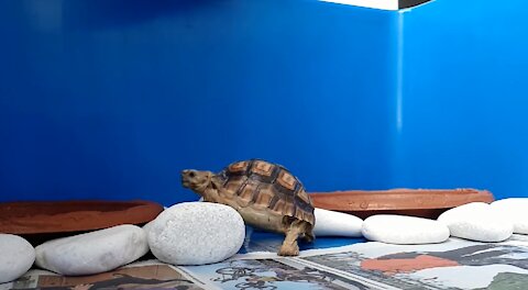 Rockie the Baby African Spurred Tortoise (Sulcata) Exploring His Home