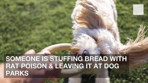 Someone Is Stuffing Bread with Rat Poison & Leaving It at Dog Parks
