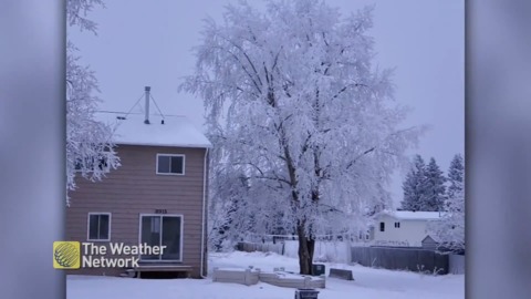 A snowy coating on the trees in Fort St. John, BC