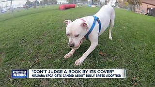 Niagara SPCA gets candid about "Bully Breed" dog adoption