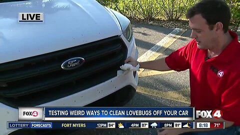 Testing how to get lovebugs off your car - 8am live report