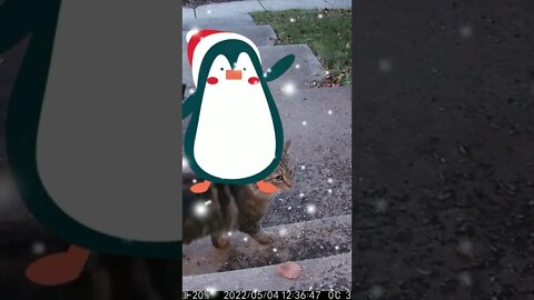 A Penguin In A Santa Hat Visits #Shorts 🎄